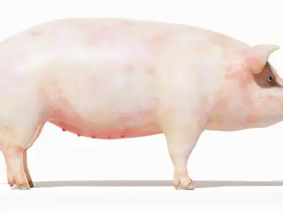  Full Pig Anatomy Animated 