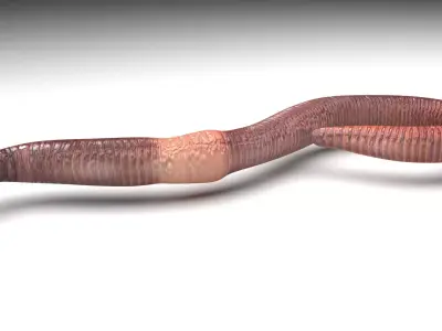 Earthworm 3D model buy