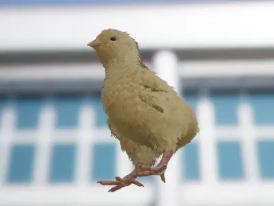 Feathered Chick Low-poly 3D model