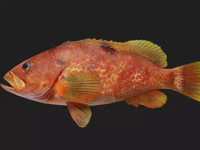 Bass fish Low-poly 3D model shop