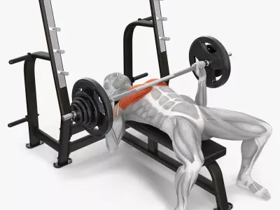 Male Muscular System Bench Press Animated Rigged 3D model
