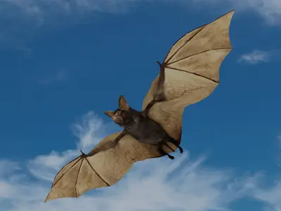 Little Brown Bat  3D model