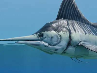 Sword Fish Animated Low-poly 3D model