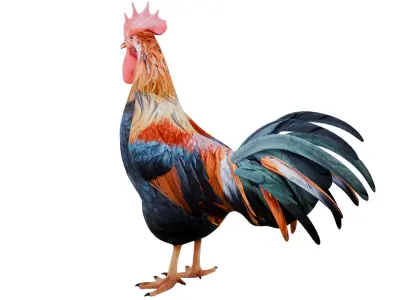 Rooster 3D model get