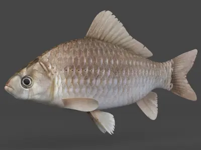 Carp Fish 3D model buy