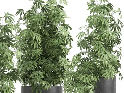  Decorative Cannabis in flowerpots 770 