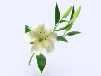  White Lily 