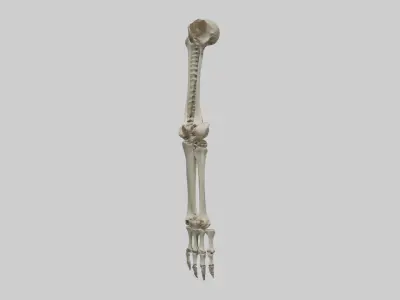 Leg skeleton Low-poly 3D model