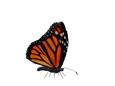 Butterfly Collection Pack 1-6 Low-poly 3D model