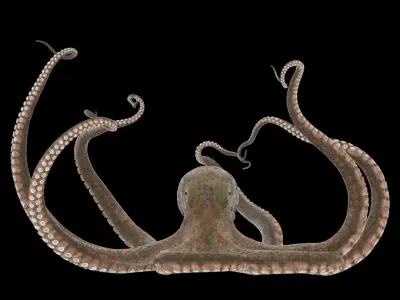 Octopus 3D model 8