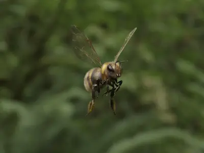 Honey bee Low-poly 3D model order