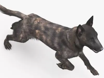 Agile Herding Dog Dutch Shepherd Running Fur 3D model purchase