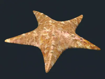 fish Sea Stars Pentagrams sea creatures animals ocean 3D model