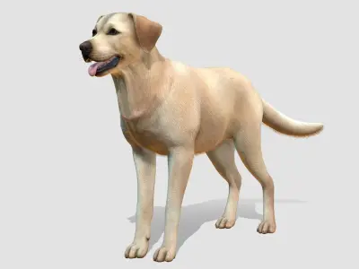  Dog - Labrador 