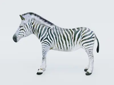Zebra Free 3D model purchase