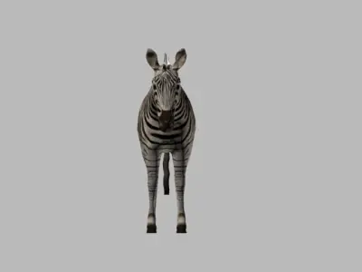 ZEBRA LOW POLY 3D model