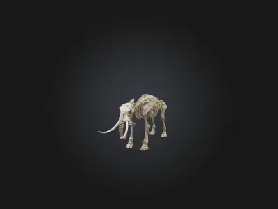 Realistic Elephant Skeleton Model Low-poly 3D model