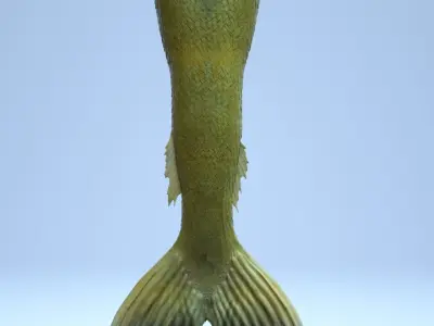 Realistic Mermaid Tail 3D model