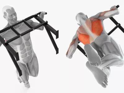 Muscular System Anatomy Pull-up Excercise 3D model purchase