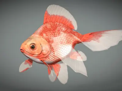 Goldfish Low-poly 3D model get