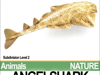 Angelshark Squatina Squatina 3D model