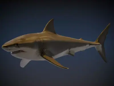 Shark 3D model order