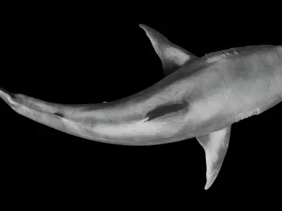 Great White Shark 3D model 5