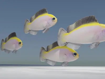 Sunrise Dottyback Fish 3D model