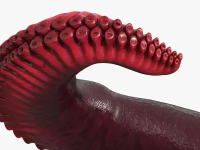  Octopus Tentacle Marine Anatomy Red 