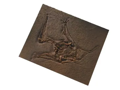Pterodactyl Fossil 3D model