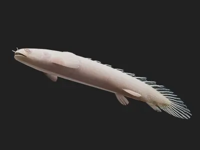 Bichir Low-poly 3D model 3
