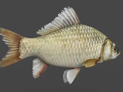Carp Fish 3D model purchase