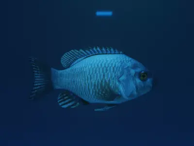 Default fish Free 3D model