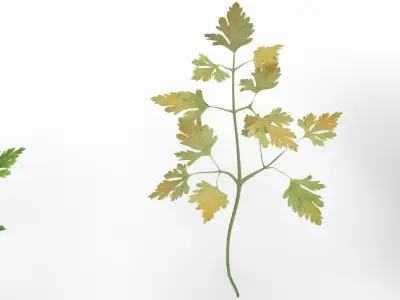 parsley 3D model get