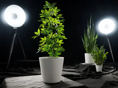  Dwarf Umbrella Tree Potted Plant Model  purchase