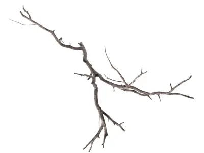 Branch 3D model