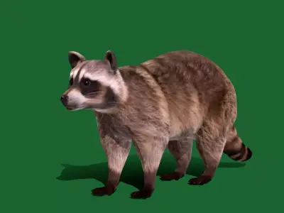 Common Raccoon Mammal Free 3D model purchase