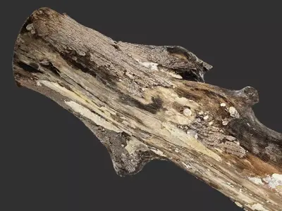 Tree trunk wood 3d scan highpoly 3D model purchase