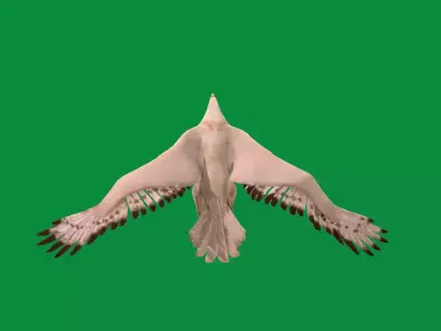 Gyrfalcon Bird Free low-poly 3D model
