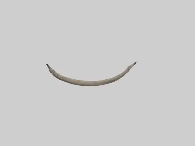 Hyena Tail Model Low-poly 3D model