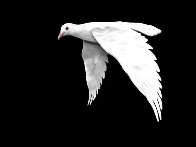 Dove white pigeon Low-poly 3D model