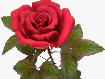 rose red_v_2 3D model