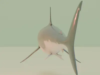 Shark 3D model 9