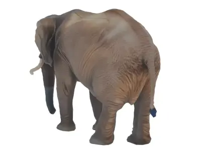 Elephant Low-poly 3D model get