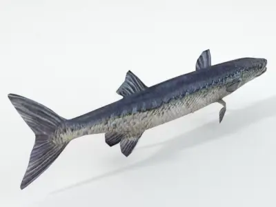 Barracudas fish Low-poly 3D model