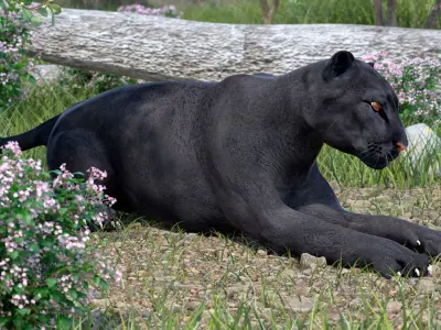 Black Panther Lying Down 3D model