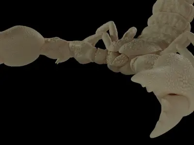 Scorpion Model 3D print model