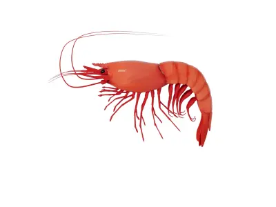 Shrimp 3D model purchase