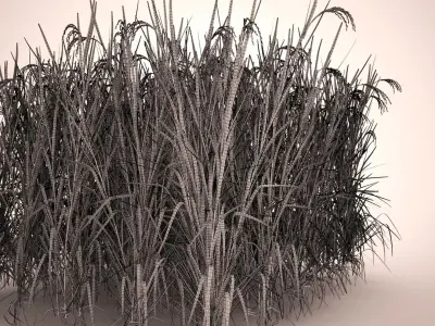 Asian Rice Field 3D model