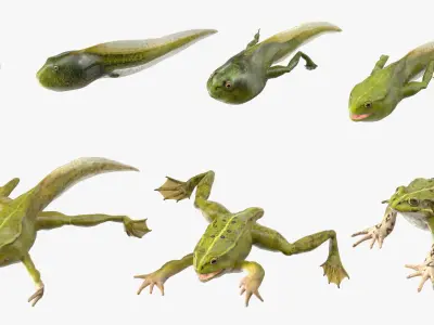 Frog Life Cycle Stages Rigged 3D model